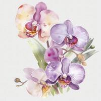 free orchid flowers water color, pastel ,white background , generat ai photo