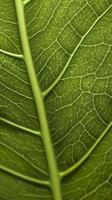 Close-up green leaf nerves, generat ai photo