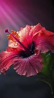 hibiscus flower with water drops with random background, sun rise, Generate Ai photo