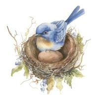 a simple drawing of a bluebird wearing a watercolor washed nest with eggs on it's head in the style of Beatrix Potter on white background, Generate Ai photo