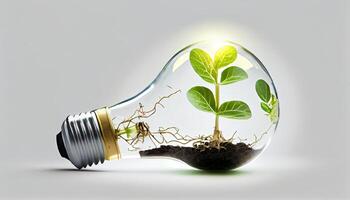 Light Bulb with sprout inside isolated in white background Small plant growing inside a lightbulb photo