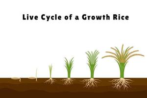 Rice products flat composition with set of images showing plant growth from sprout to tall bush vector illustration