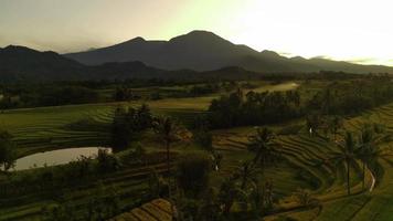 hermosa Mañana ver Indonesia. panorama paisaje arrozal campos con belleza color y cielo natural ligero video