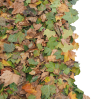 Marrone le foglie struttura sfondo trasparente png