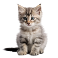 cute young cat AI Generative png