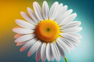 Beautiful close-up realistic chamomile isolated on clean background. photo