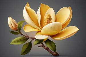 Realistic yellow magnolia. Beautiful spring flower. photo