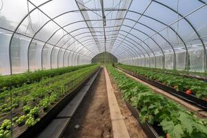 vegetable growing greenhouse. photo