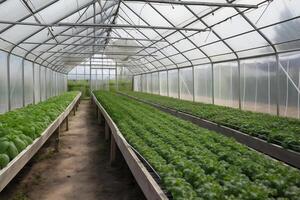 vegetable growing greenhouse. photo