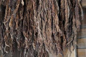 Tobacco leaves hang from the ceiling of a barn to dry photo