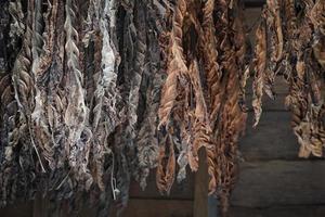 Tobacco leaves hang from the ceiling of a barn to dry photo