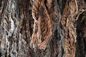 Tobacco leaves hang from the ceiling of a barn to dry photo