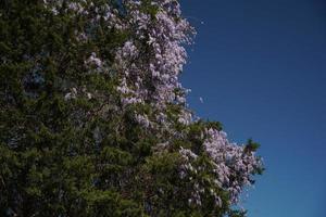 Tree of wisteria to be able to twist photo