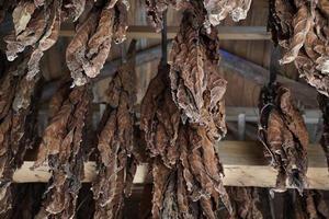 Tobacco leaves hang from the ceiling of a barn to dry photo