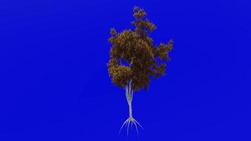 träd animering slinga - vatten ek, fick syn på ek, Anka ek, punk- ek, orange ek, pungråtta ek - quercus nigra - grön skärm krom nyckel - 1b - höst falla video