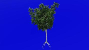 träd animering slinga - vatten ek, fick syn på ek, Anka ek, punk- ek, orange ek, pungråtta ek - quercus nigra - grön skärm krom nyckel - 1d - sommar vår video