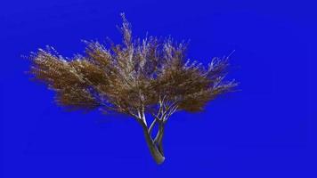 boom animatie lus - fluweel mesquite - prosopis velutina - groen scherm chroma sleutel - 1a - winter sneeuw video