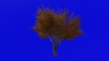 Tree animation loop - velvet mesquite - prosopis velutina - green screen chroma key - 1b - autumn fall video