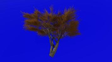 Tree animation loop - velvet mesquite - prosopis velutina - green screen chroma key - 1d - autumn fall video