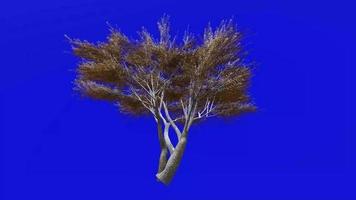árbol animación lazo - terciopelo mezquite - prosopis velutina - verde pantalla croma llave - 1d - invierno nieve video