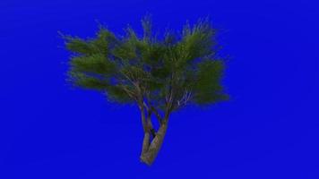 boom animatie lus - fluweel mesquite - prosopis velutina - groen scherm chroma sleutel - 1d - zomer voorjaar video