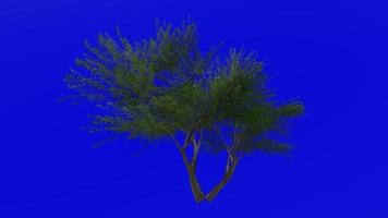 albero animazione ciclo continuo - velluto mesquite - prosopis velutina - verde schermo croma chiave - 2a - estate primavera video