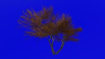 Tree animation loop - velvet mesquite - prosopis velutina - green screen chroma key - 2a - autumn fall video