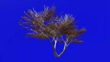 boom animatie lus - fluweel mesquite - prosopis velutina - groen scherm chroma sleutel - 2a - winter sneeuw video