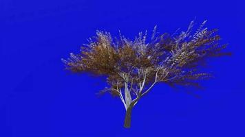 Tree animation loop - velvet mesquite - prosopis velutina - green screen chroma key - 2b - winter snow video