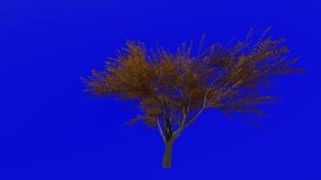 Tree animation loop - velvet mesquite - prosopis velutina - green screen chroma key - 2b - autumn fall video