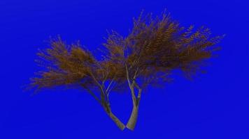 Tree animation loop - velvet mesquite - prosopis velutina - green screen chroma key - 2c - autumn fall video