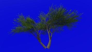 Tree animation loop - velvet mesquite - prosopis velutina - green screen chroma key - 2c - summer spring video