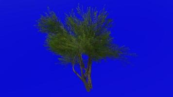 Tree animation loop - velvet mesquite - prosopis velutina - green screen chroma key - 2d - summer spring video