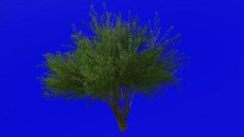 Tree animation loop - velvet mesquite - prosopis velutina - green screen chroma key - 3a - summer spring video