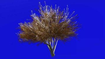 boom animatie lus - fluweel mesquite - prosopis velutina - groen scherm chroma sleutel - 3a - winter sneeuw video