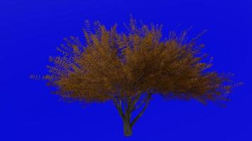 boom animatie lus - fluweel mesquite - prosopis velutina - groen scherm chroma sleutel - 3b - herfst vallen video