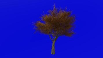 Tree animation loop - velvet mesquite - prosopis velutina - green screen chroma key - 4b - autumn fall video