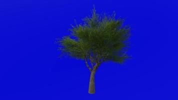 Tree animation loop - velvet mesquite - prosopis velutina - green screen chroma key - 4b - summer spring video