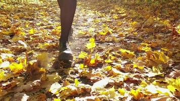 hermosa sonriente niña en un negro sombrero con un amarillo arce hoja en el antecedentes caminando en el otoño bosque video