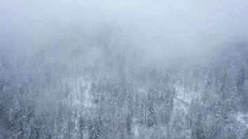volo al di sopra di tempesta di neve nel un' nevoso montagna conifero foresta, nebbioso scortese inverno tempo metereologico video