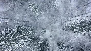 vlucht over- sneeuwstorm in een besneeuwd berg naald- Woud, mistig onvriendelijk winter weer video