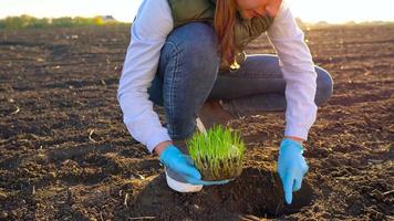 kvinna jordbrukare undersöker en prov av plantor innan plantering den i de jord video