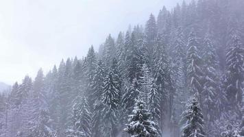 vuelo terminado nevada en un Nevado montaña conífero bosque, brumoso antipático invierno clima video