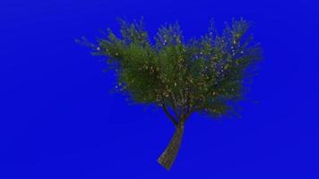 árvore animação ciclo - veludo algaroba - prosopis velutina - verde tela croma chave - flor - 1c video