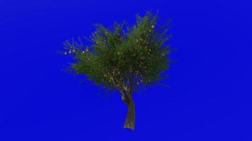 Tree animation loop - velvet mesquite - prosopis velutina - green screen chroma key - flower - 1d video