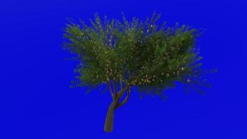 Tree animation loop - velvet mesquite - prosopis velutina - green screen chroma key - flower - 1b video