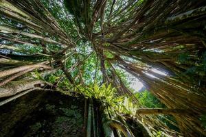 Tilt up view the root of banyan tree photo