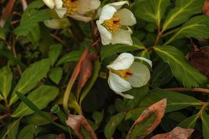 Botany. Flowers in the garden. Closeup view of a Helleborus foetidus, also known as Stinking Hellebore, leaves and winter blooming flowers in the park. photo