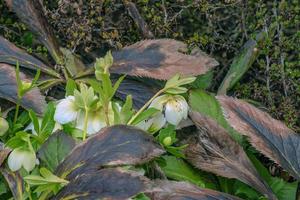 Botany. Flowers in the garden. Closeup view of a Helleborus foetidus, also known as Stinking Hellebore, leaves and winter blooming flowers in the park. photo