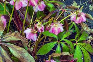 Botany. Flowers in the garden. Closeup view of a Helleborus foetidus, also known as Stinking Hellebore, leaves and winter blooming flowers in the park. photo